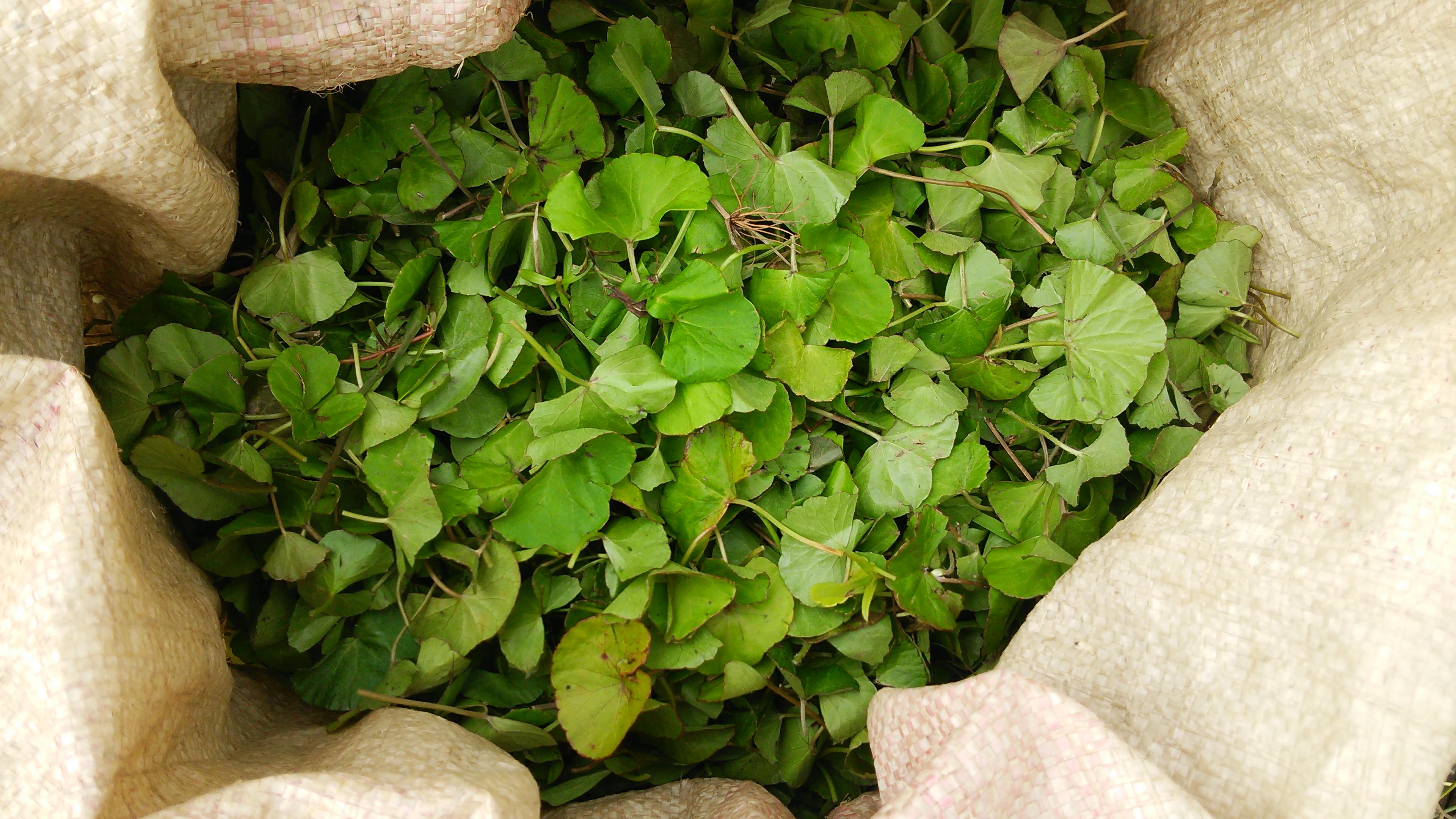 Dried Centella asiatica leaves