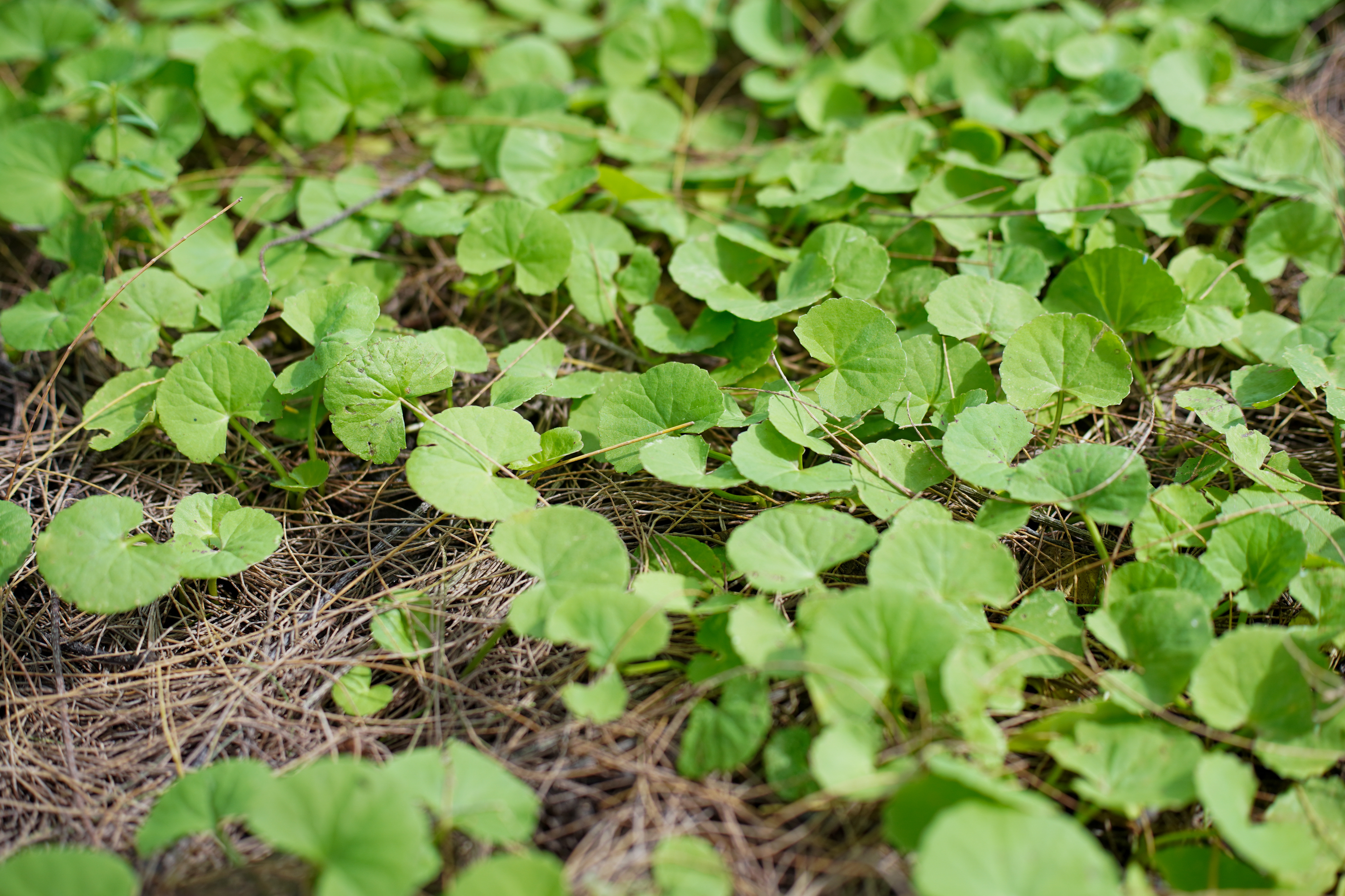 Centella Asiatica in Madagascar